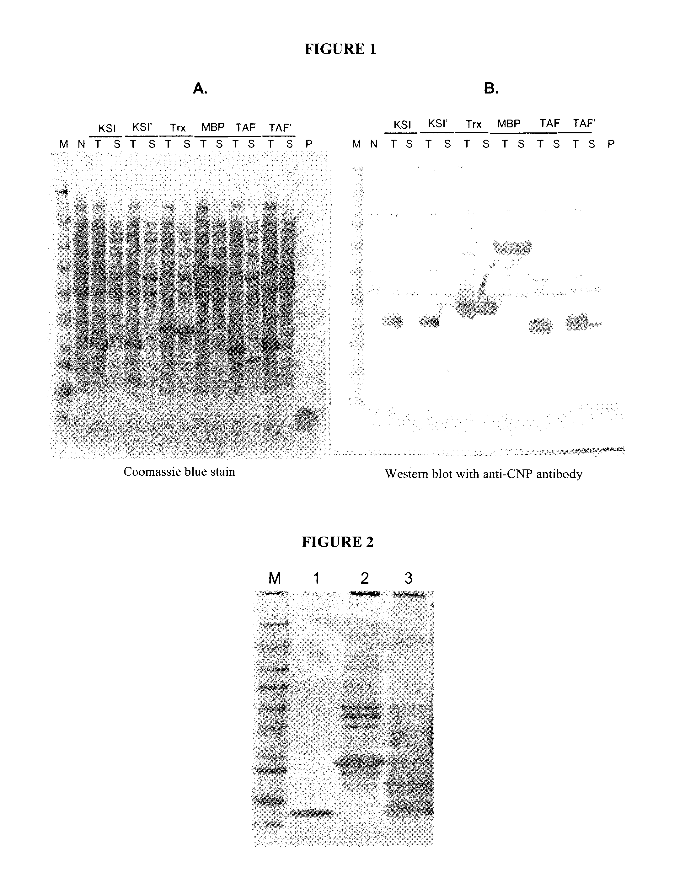 Variants of C-Type Natriuretic Peptide