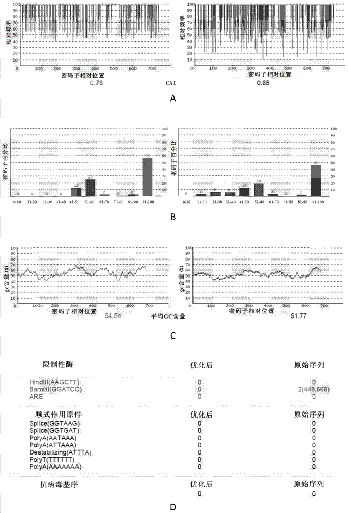 Codon-optimized severe fever with thrombocytopenia syndrome virus nucleoprotein gene and its nucleic acid vaccine