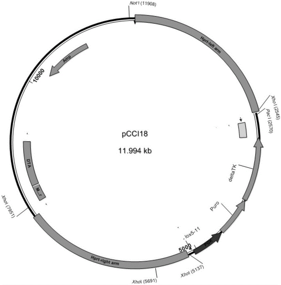 Method for high-efficiency establishment of genetically modified animal model through haploid stem cells