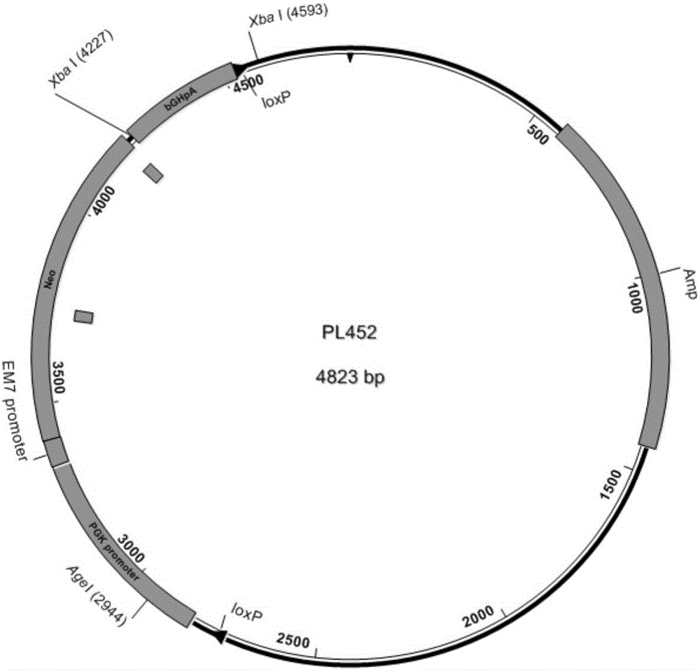 Method for high-efficiency establishment of genetically modified animal model through haploid stem cells