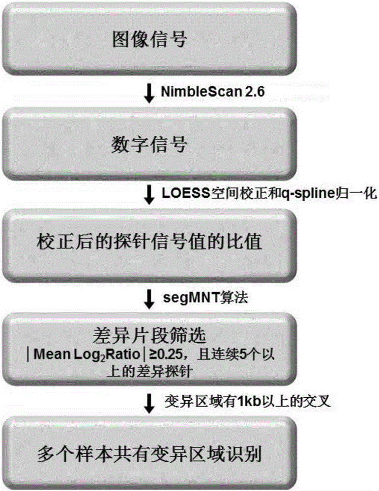 Method for high-efficiency establishment of genetically modified animal model through haploid stem cells