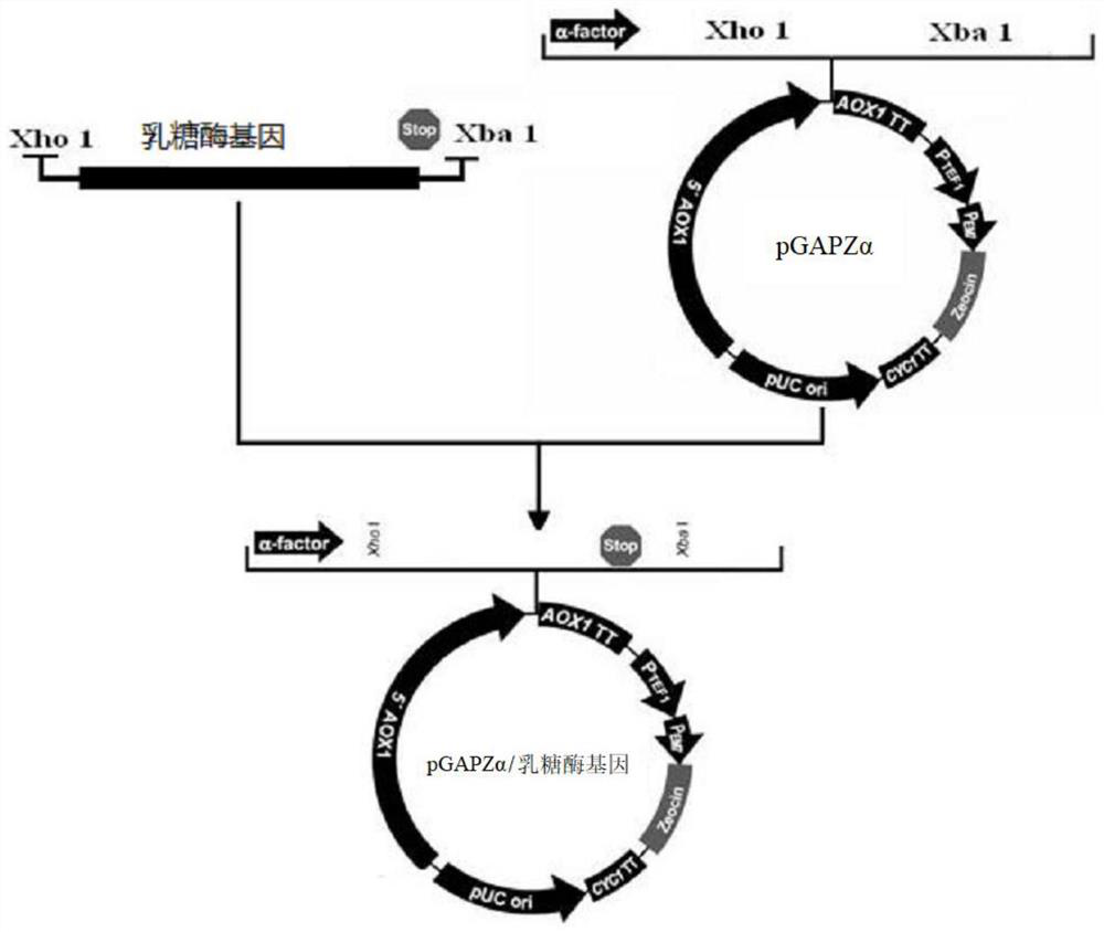 A kind of cold tolerance lactase gene and its expression vector and protein