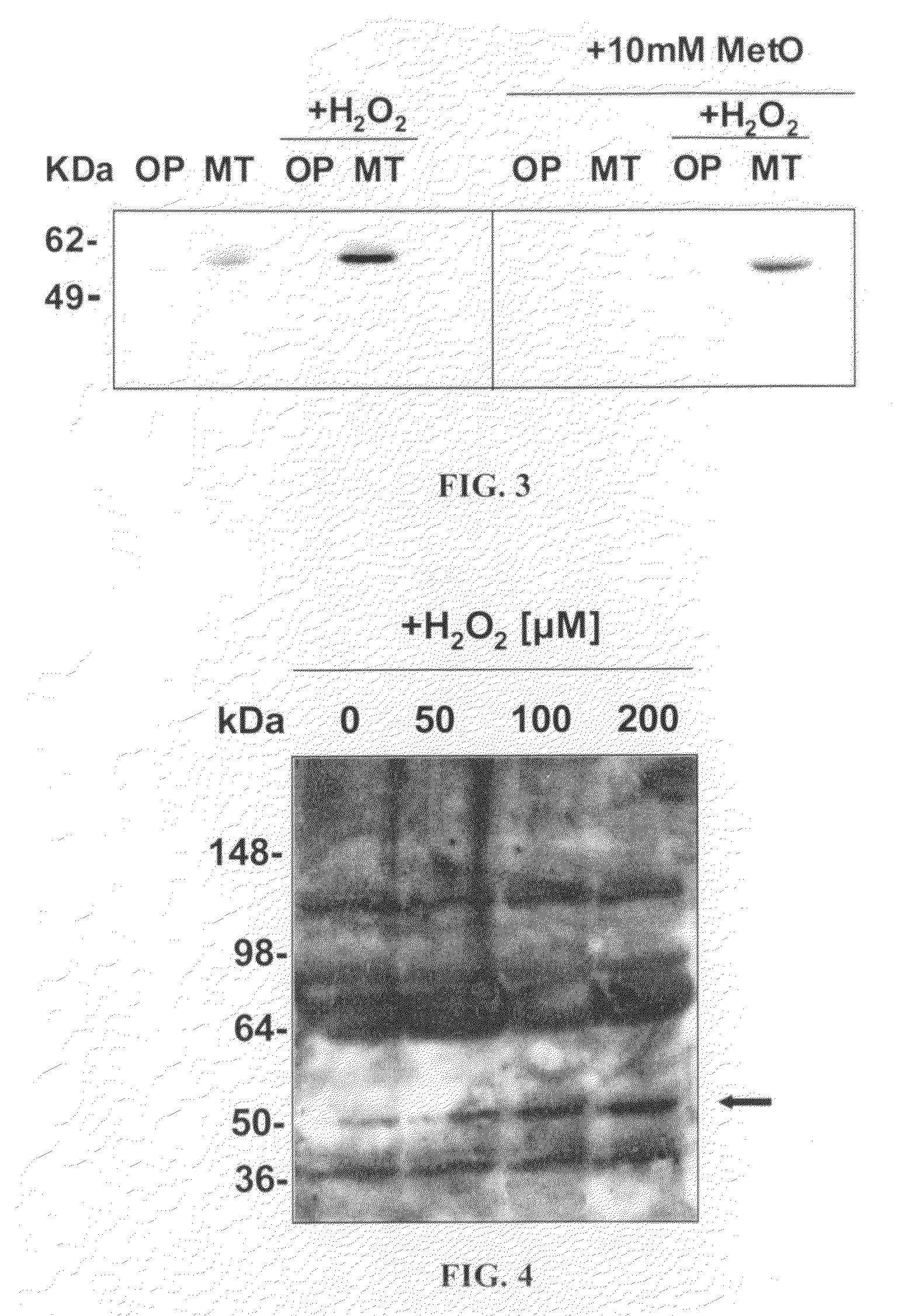 Methionine Sulfoxide Antibodies