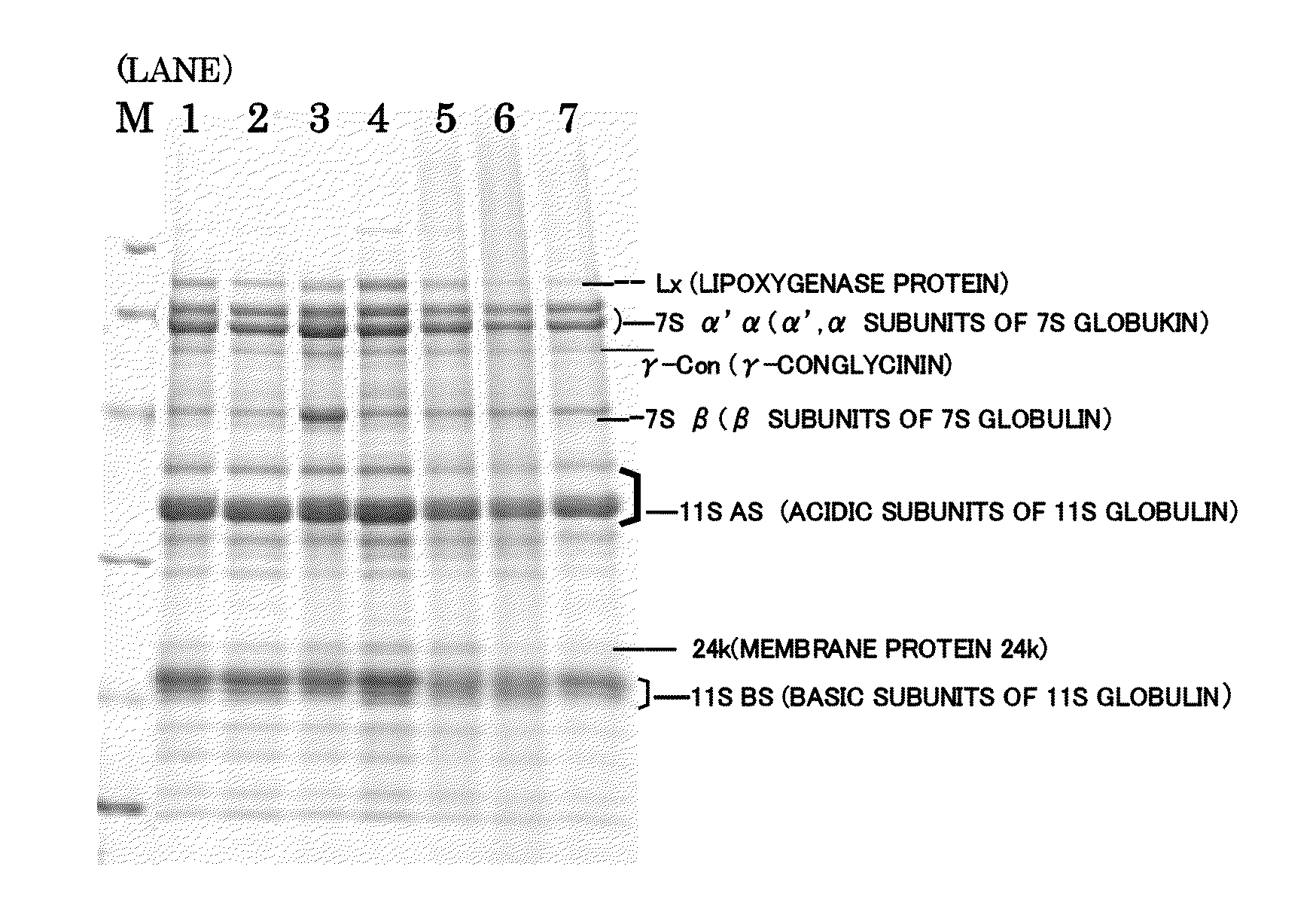 Processed soybean material and method for producing processed soybean material