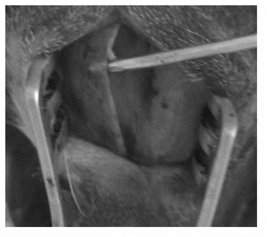 Model making method of bacterial biofilm-related nasosinusitis animal model