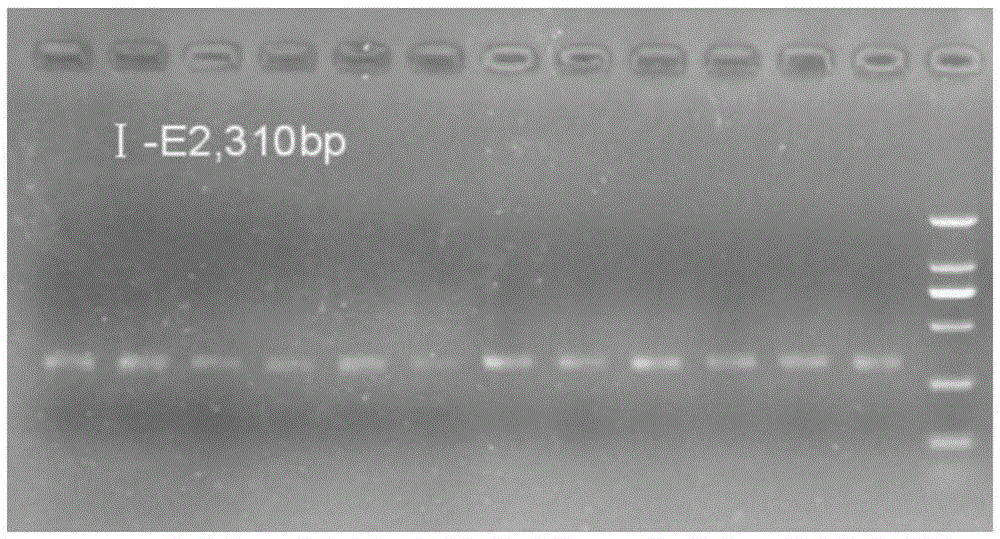 Specific primers and typing method of class I MHC (major histocompatibility complex) genes for antiviral potential detection of crested ibis