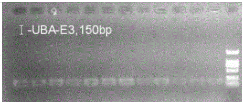 Specific primers and typing method of class I MHC (major histocompatibility complex) genes for antiviral potential detection of crested ibis