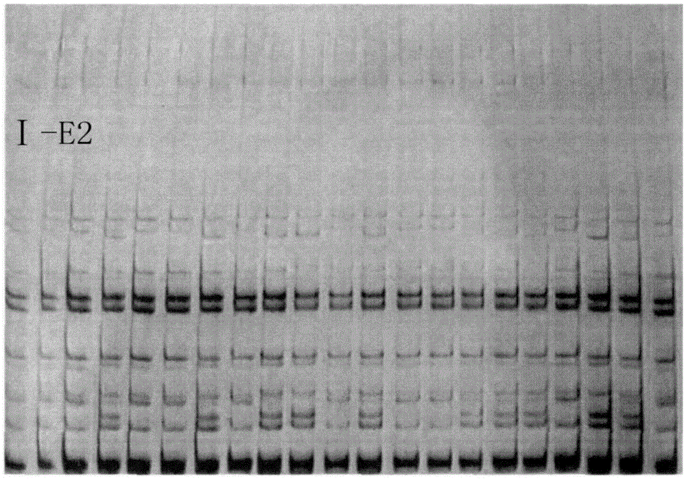 Specific primers and typing method of class I MHC (major histocompatibility complex) genes for antiviral potential detection of crested ibis