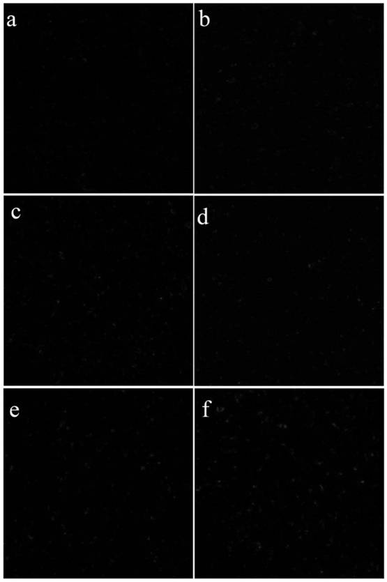 Application of a kind of hypholomine B in preparation of immune activator