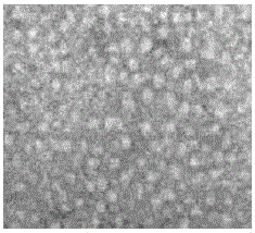 tlr4 complex targeting microglial cells and its preparation method and application