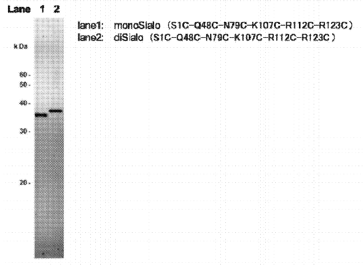 Polypeptide having sialylated sugar chains attached thereto