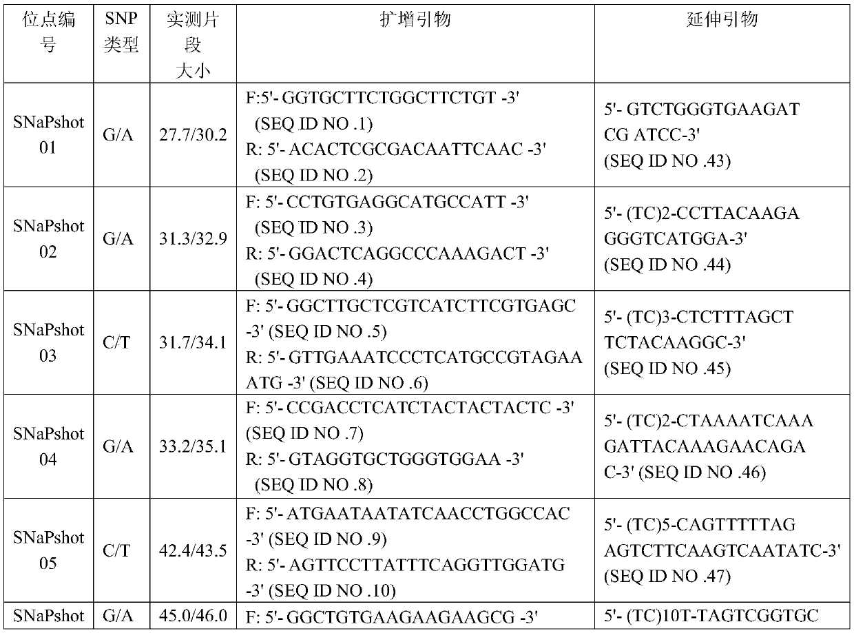 SNP locus multicolor fluorescence detection primer and kit used for identifying eucalyptus clones, detection method and applications