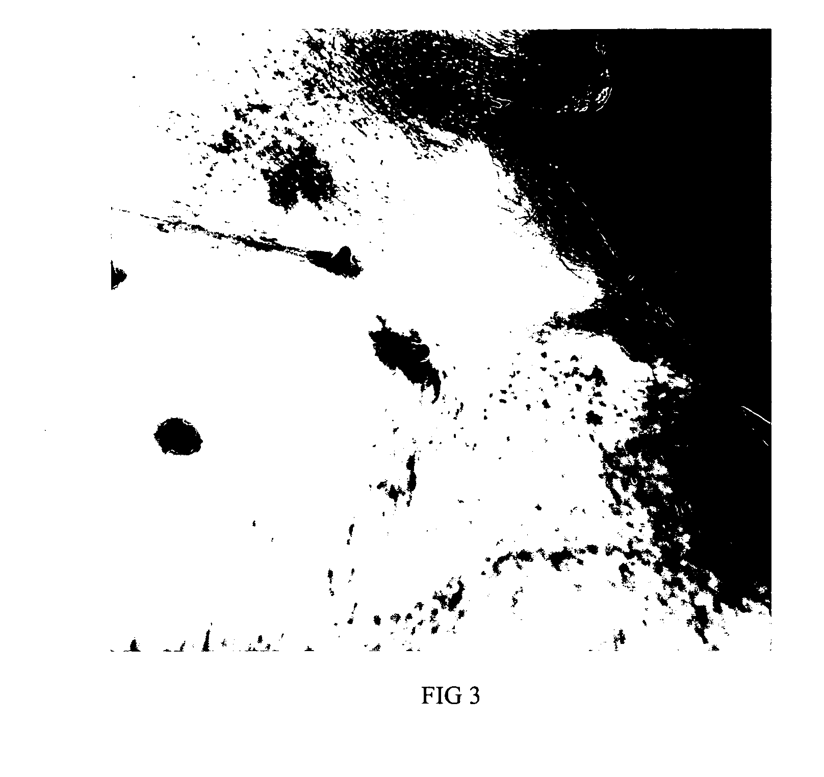 Method for the evaluation of dengue virus therapeutic agents