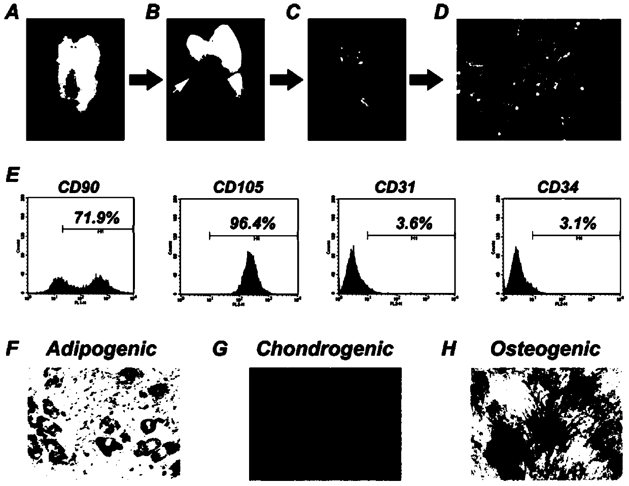 Tissue-engineered dental pulp-dentin complex