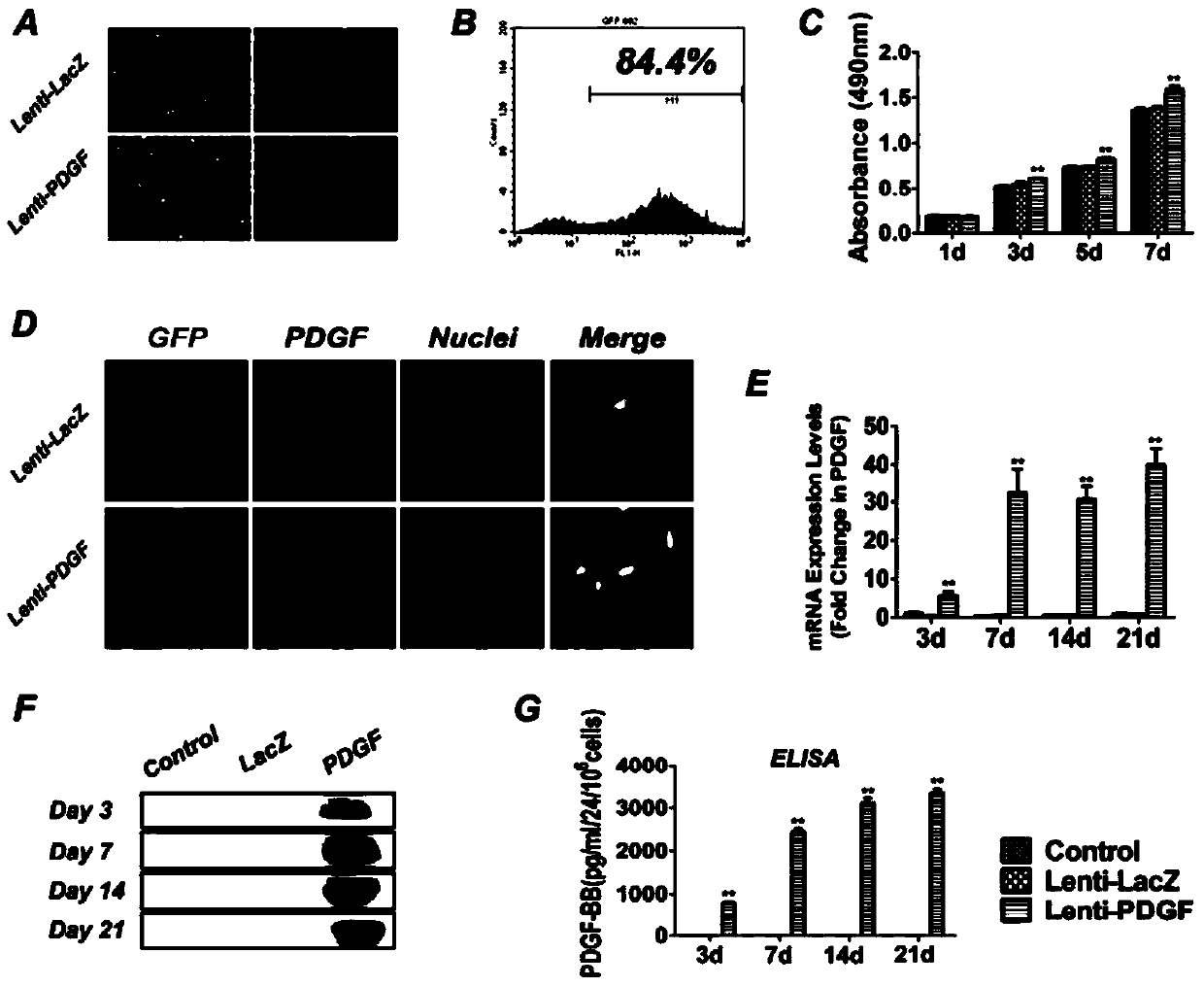 Tissue-engineered dental pulp-dentin complex