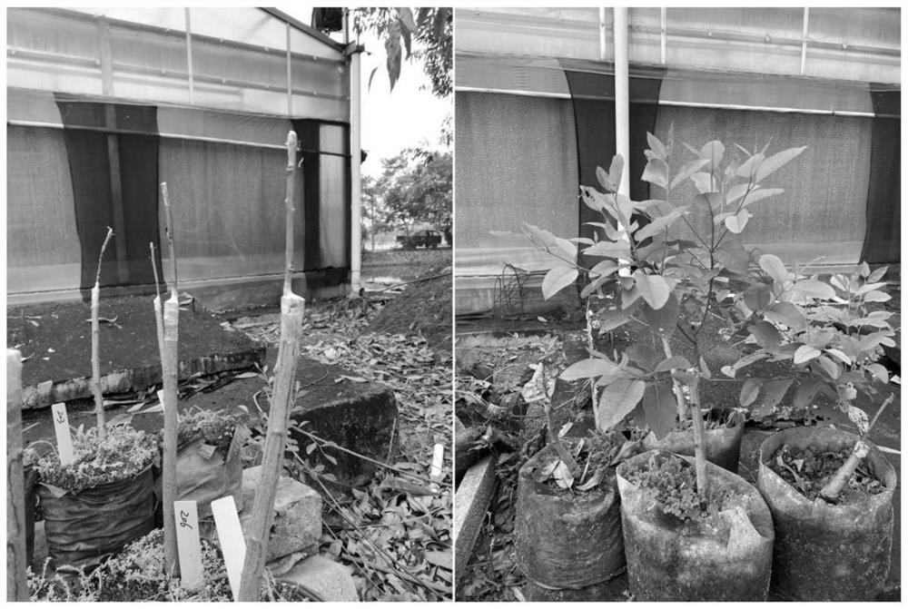 Artificial cross breeding method for eucalyptus based on female parent dwarfing