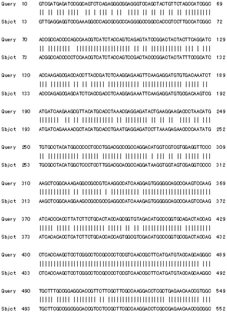 Tulip chalcone synthase tfchs protein and its coding gene