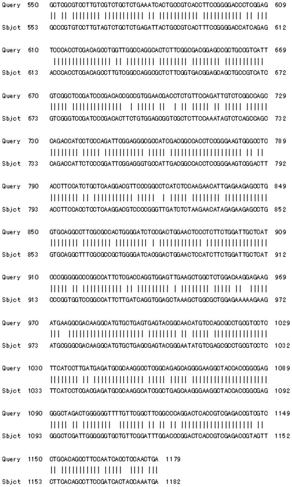 Tulip chalcone synthase tfchs protein and its coding gene