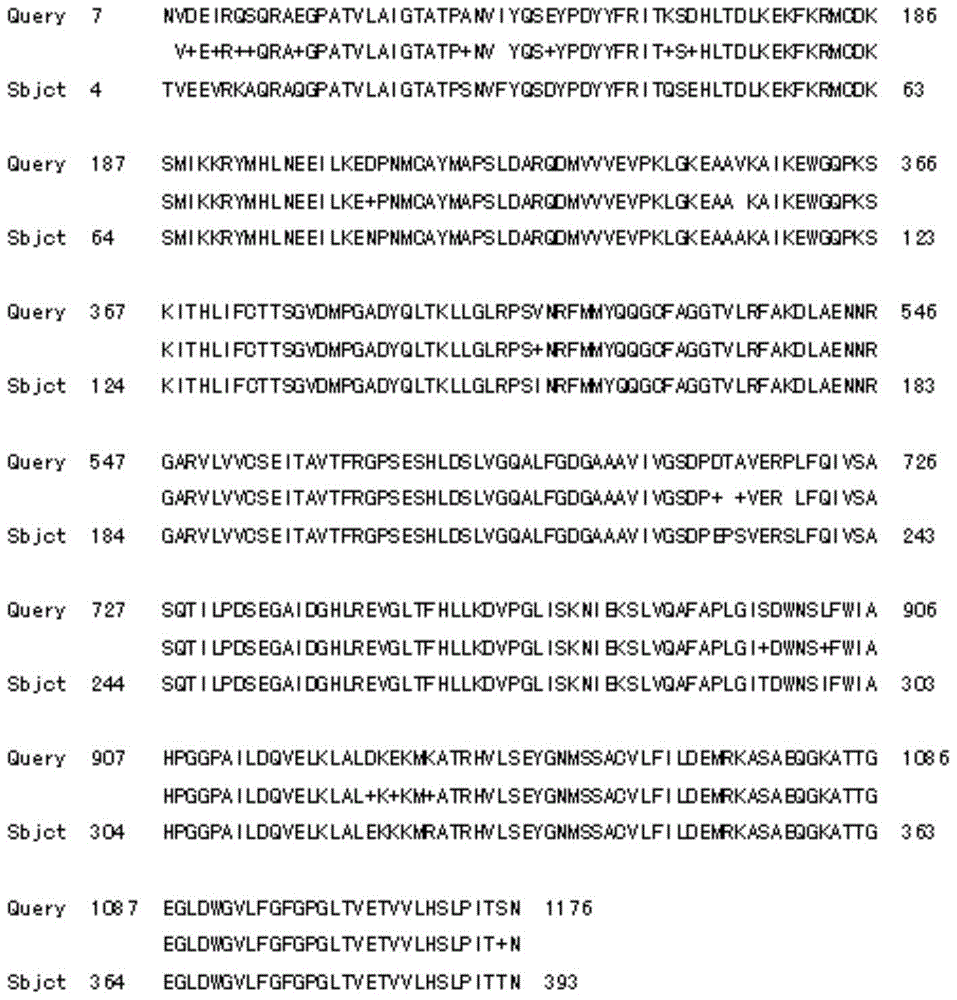 Tulip chalcone synthase tfchs protein and its coding gene