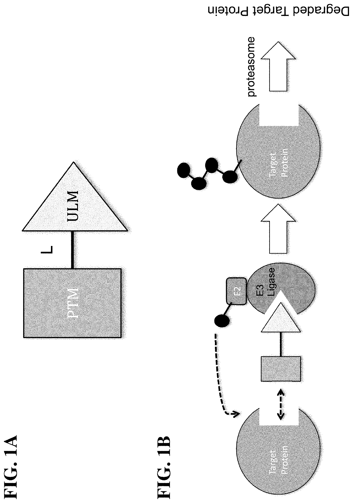 Cereblon ligands and bifunctional compounds comprising the same