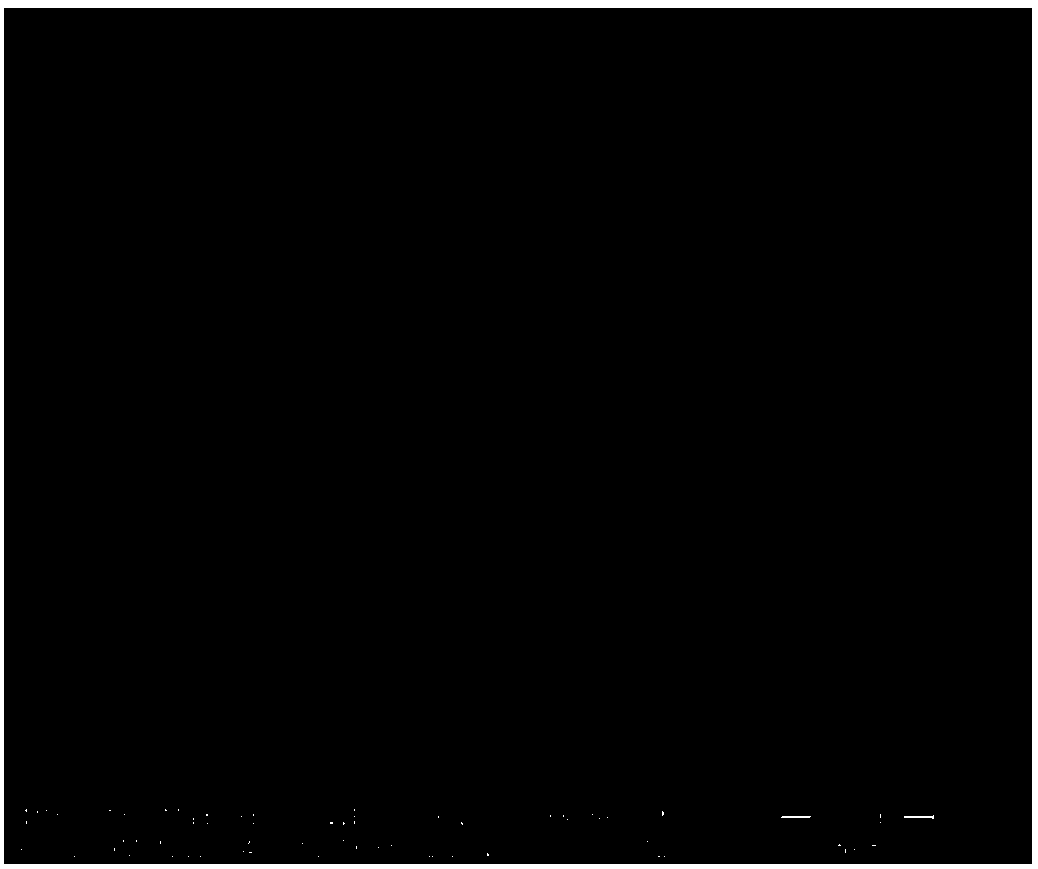 Preparation method of graphene oxide/nano cellulose/polyvinyl alcohol composite film