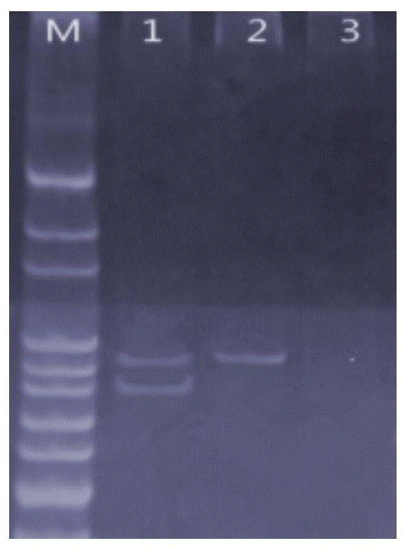 A kind of combined gene detection method and kit