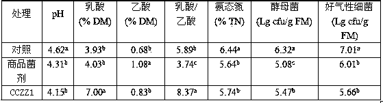 Low-temperature-resistant lactobacillus strain lactobacillus plantarum CCZZ1 and application thereof