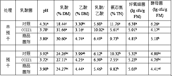 Low-temperature-resistant lactobacillus strain lactobacillus plantarum CCZZ1 and application thereof