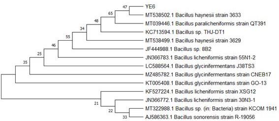 A kind of anaerobic river channel sediment degrading bacteria and its application