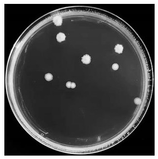 A kind of anaerobic river channel sediment degrading bacteria and its application