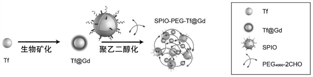 pH-responsive T1-T2 double-activated nanoprobe as well as preparation method and application thereof