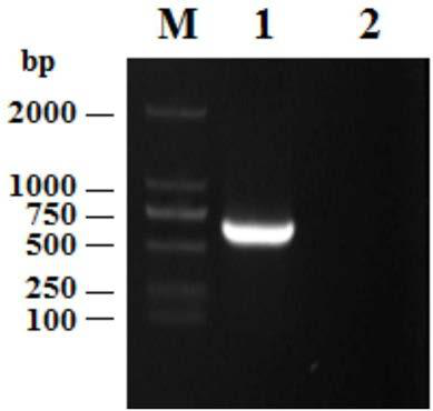 Cat interferon omega, and coding gene and antiviral application thereof