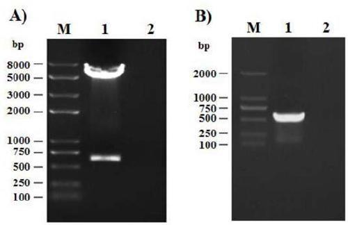 Cat interferon omega, and coding gene and antiviral application thereof