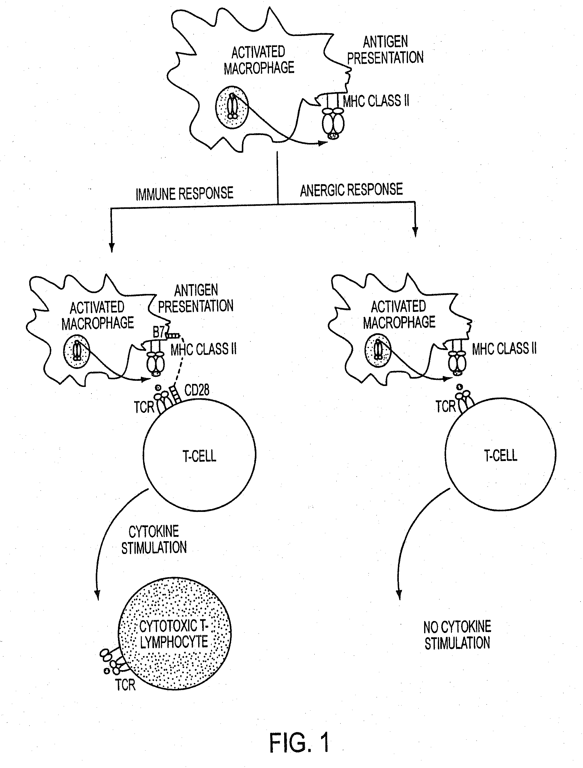 Use of a chemically-stabilized chlorite solution for inhibiting an antigen-specific immune response