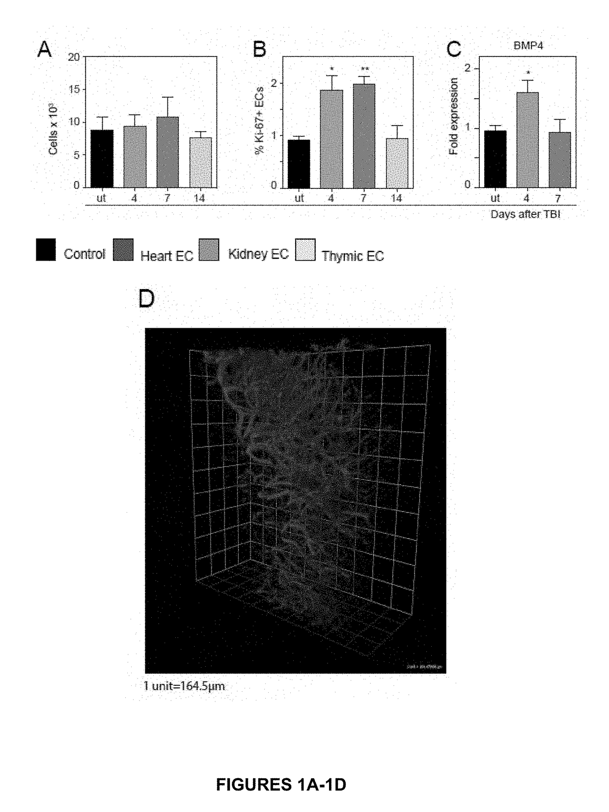 Use of bmp4 for thymic regeneration