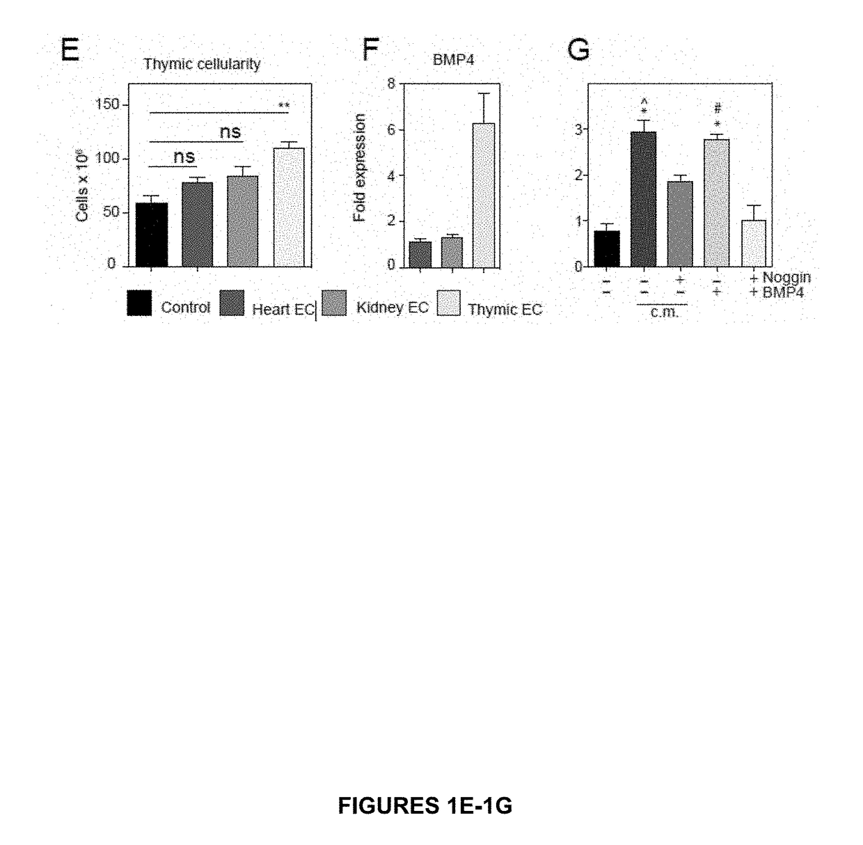 Use of bmp4 for thymic regeneration