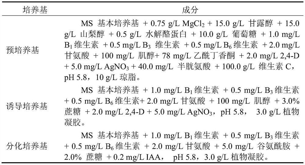 Tissue culture method for increasing regeneration rate of wheat mature embryos