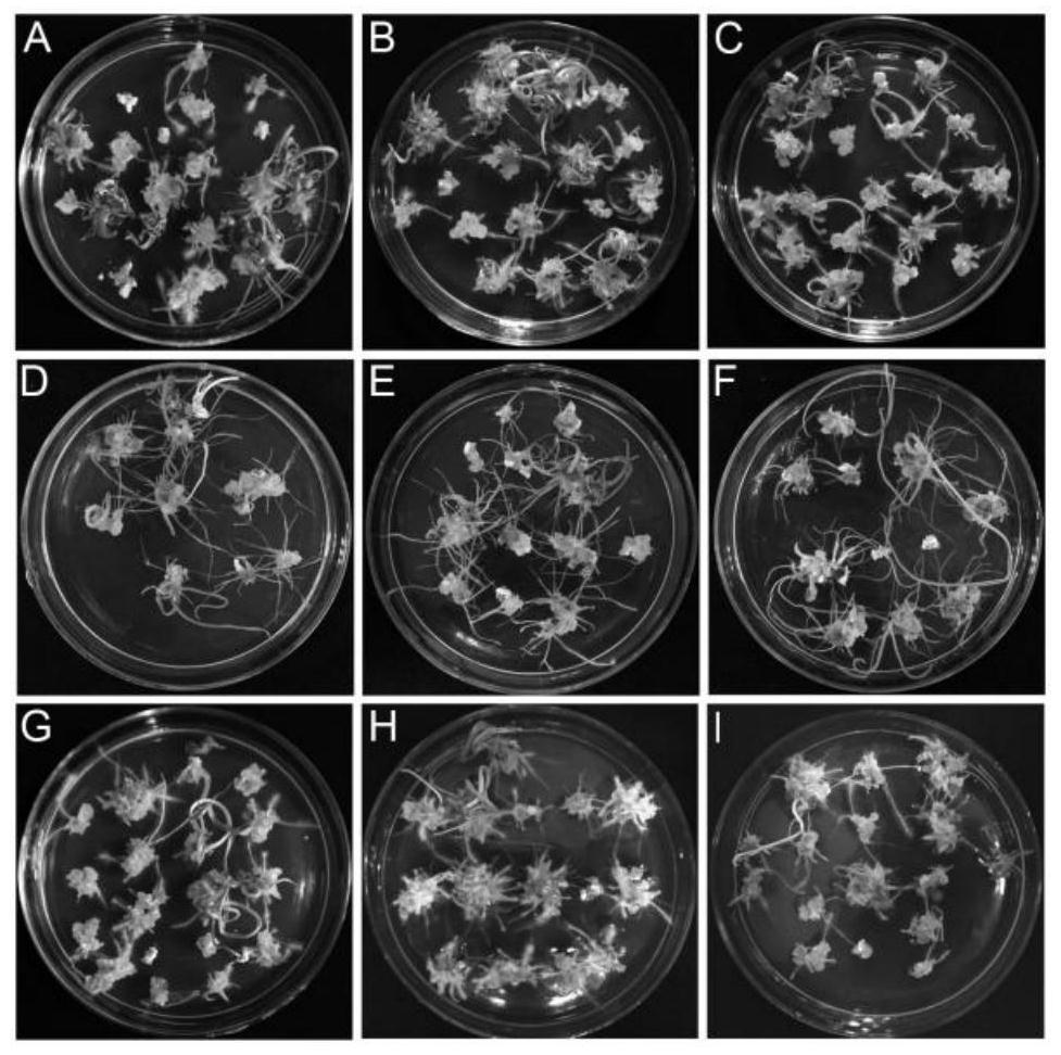 Tissue culture method for increasing regeneration rate of wheat mature embryos