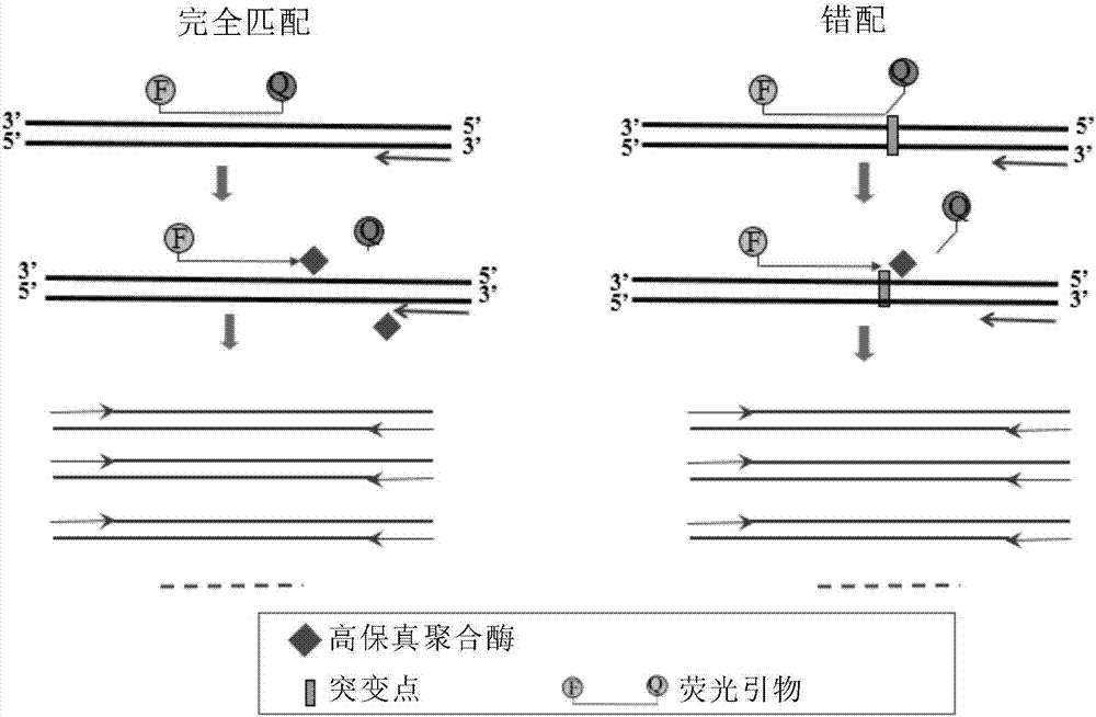 Real-time fluorescence detection method for detecting various pathogens and application