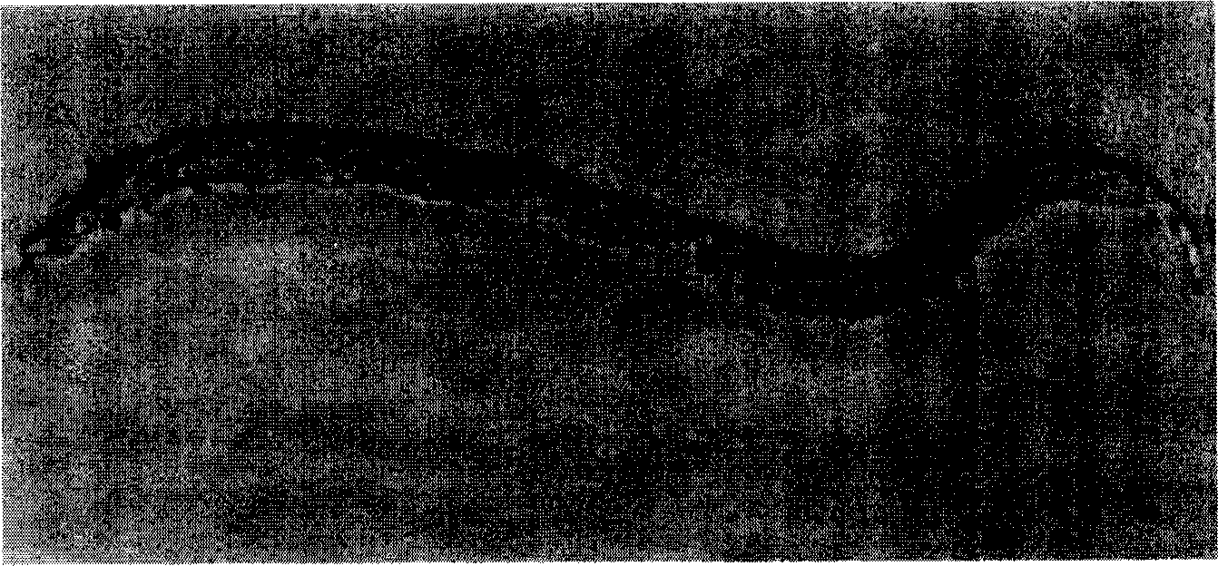 Method for preparing hirsutella polysporaZK10 of parasitic nematode and use thereof