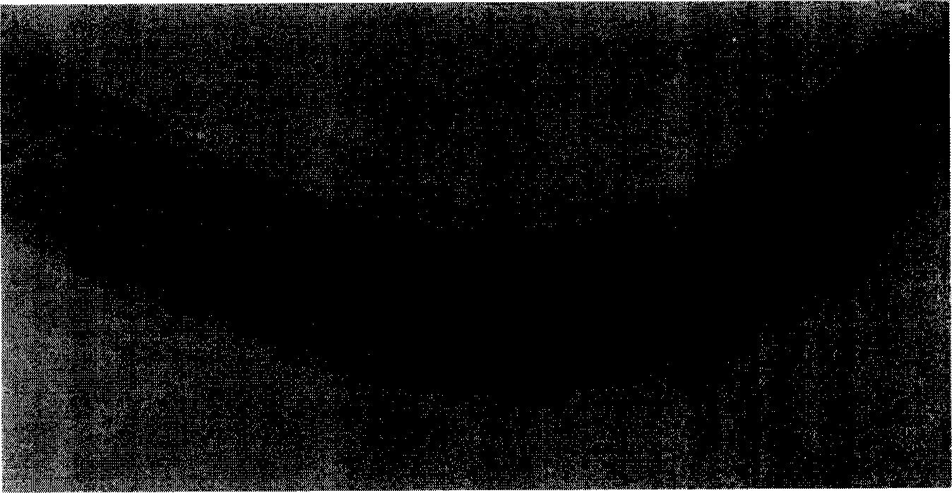 Method for preparing hirsutella polysporaZK10 of parasitic nematode and use thereof