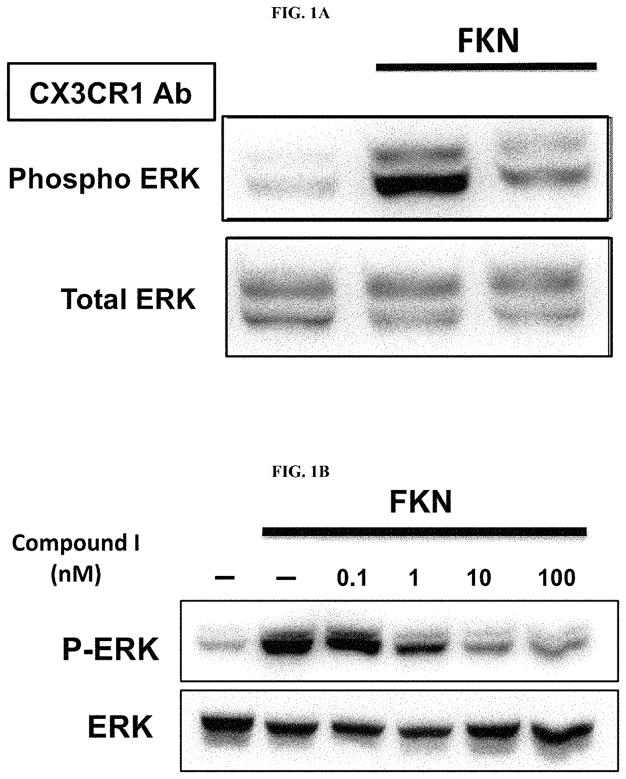 Substituted pyrrolo[1,2-a]quinoxalin-4(5H)-ones as CX3CR1 antagonists