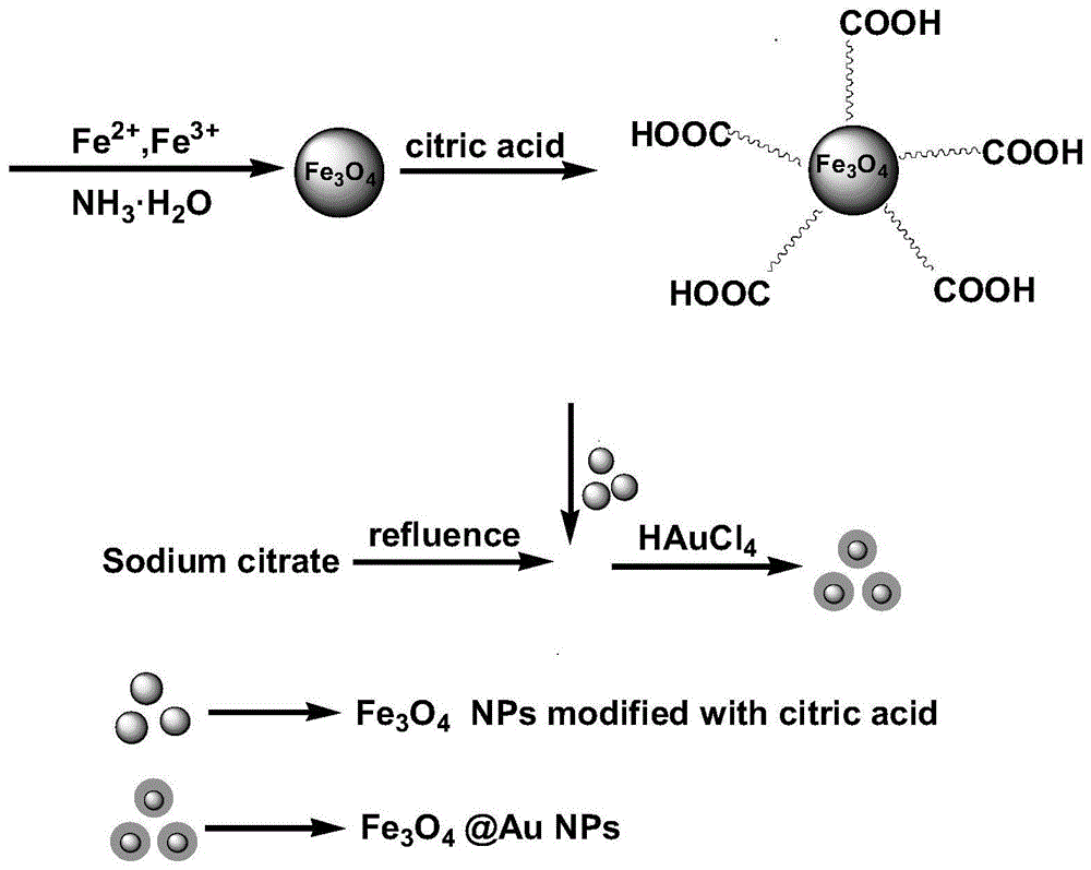 A kind of preparation method of gold magnetic particles