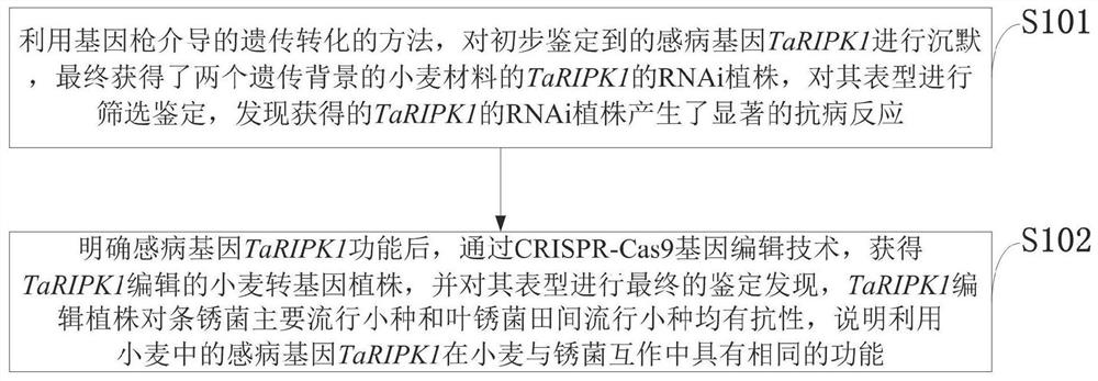 Acquisition of edited wheat susceptible gene plants and application of edited wheat susceptible gene plants in disease-resistant variety cultivation