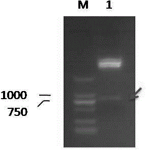 Flower-specific expression vector of cucumber CsLOX1 gene and application of flower-specific expression vector