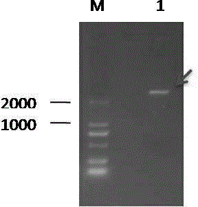 Flower-specific expression vector of cucumber CsLOX1 gene and application of flower-specific expression vector