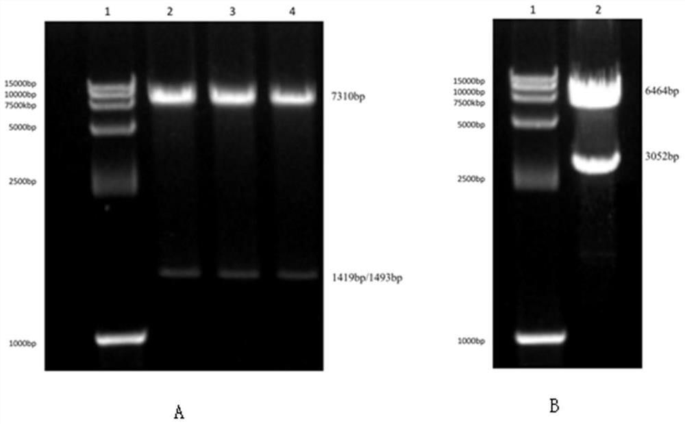 CD123-targeted chimeric antigen receptors and dual-target chimeric antigen receptors containing CD123-targeted chimeric antigen receptors