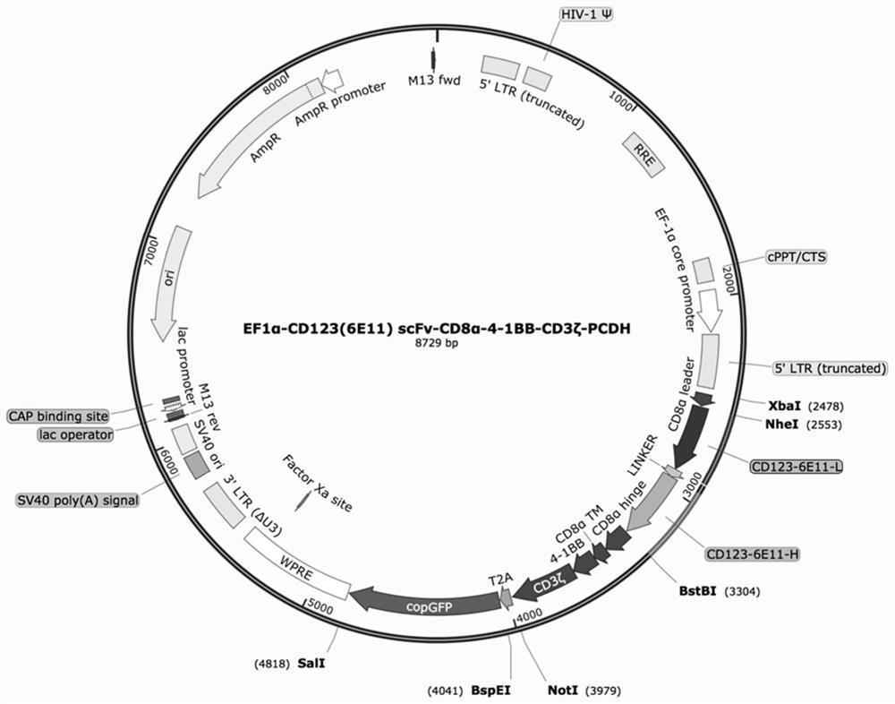 CD123-targeted chimeric antigen receptors and dual-target chimeric antigen receptors containing CD123-targeted chimeric antigen receptors