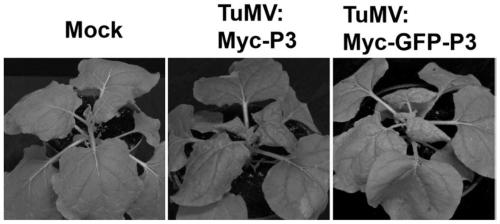 Method for inserting turnip mosaic virus (TuMV) P3 protein into labels and recombinant vector and application of (TuMV) P3 protein