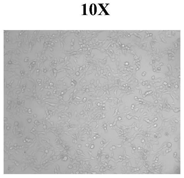 Genetic coding nanoprobe for cell membrane potential detection and preparation method and application thereof